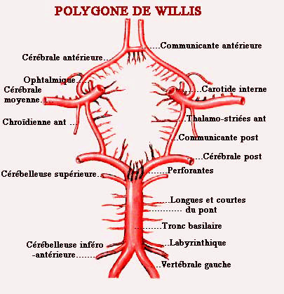 E127 polygonne de Willis.jpg