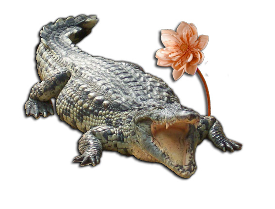 croco + FLEUR.jpg