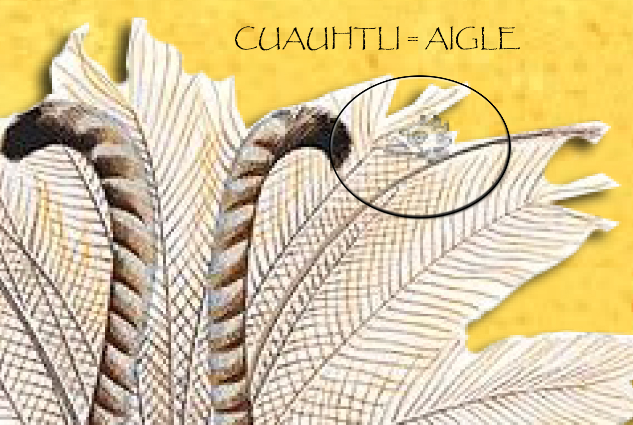 Cuauhtli.jpg